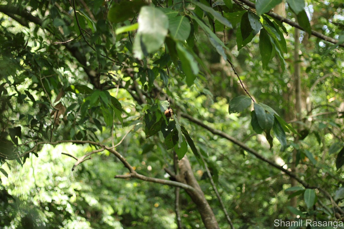 Myristica ceylanica A.DC.